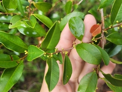 Chrysophyllum marginatum