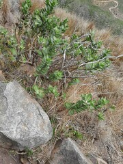 Gomphocarpus cancellatus