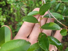 Chrysophyllum marginatum