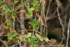 Galium hypocarpium