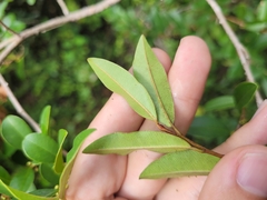 Chrysophyllum marginatum