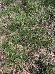 Cyperus esculentus