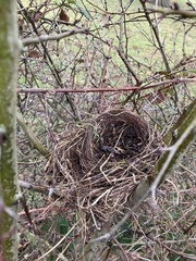 Turdus merula