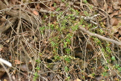 Galium hypocarpium