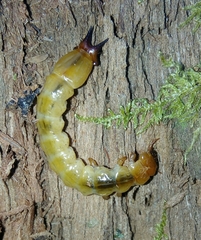 Pyrochroidae