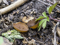 Dumontinia tuberosa
