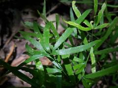 Asparagus falcatus
