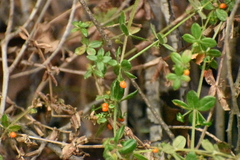 Galium hypocarpium