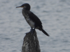 Phalacrocorax fuscicollis