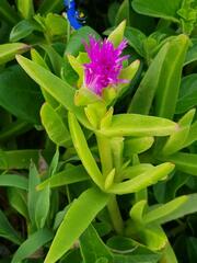 Carpobrotus dimidiatus