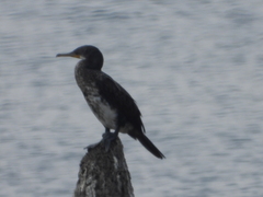 Phalacrocorax fuscicollis