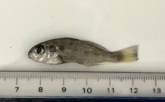 Sciaenops ocellatus