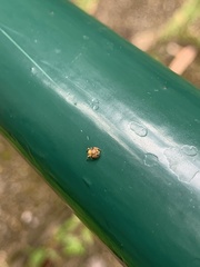 Salticinae