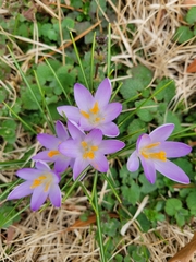 Crocus tommasinianus