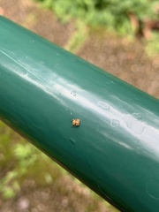 Salticinae