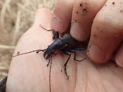 Carabus blaptoides capito