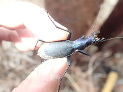 Carabus blaptoides capito