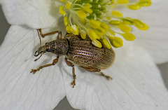 Polydrusus mollis
