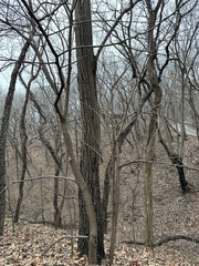 Tilia miqueliana