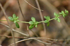 Galium hypocarpium