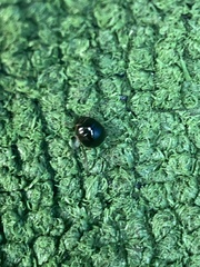 Chilocorus nigritus