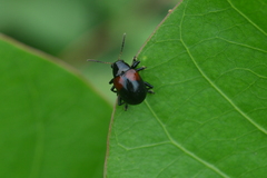 Typophorus