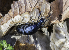 Meloe violaceus