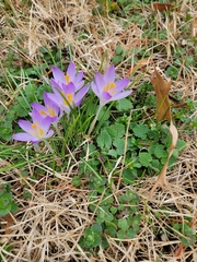 Crocus tommasinianus