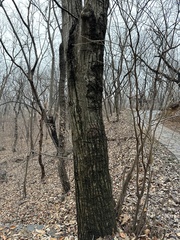 Tilia miqueliana