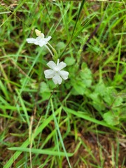 Chascanum hederaceum