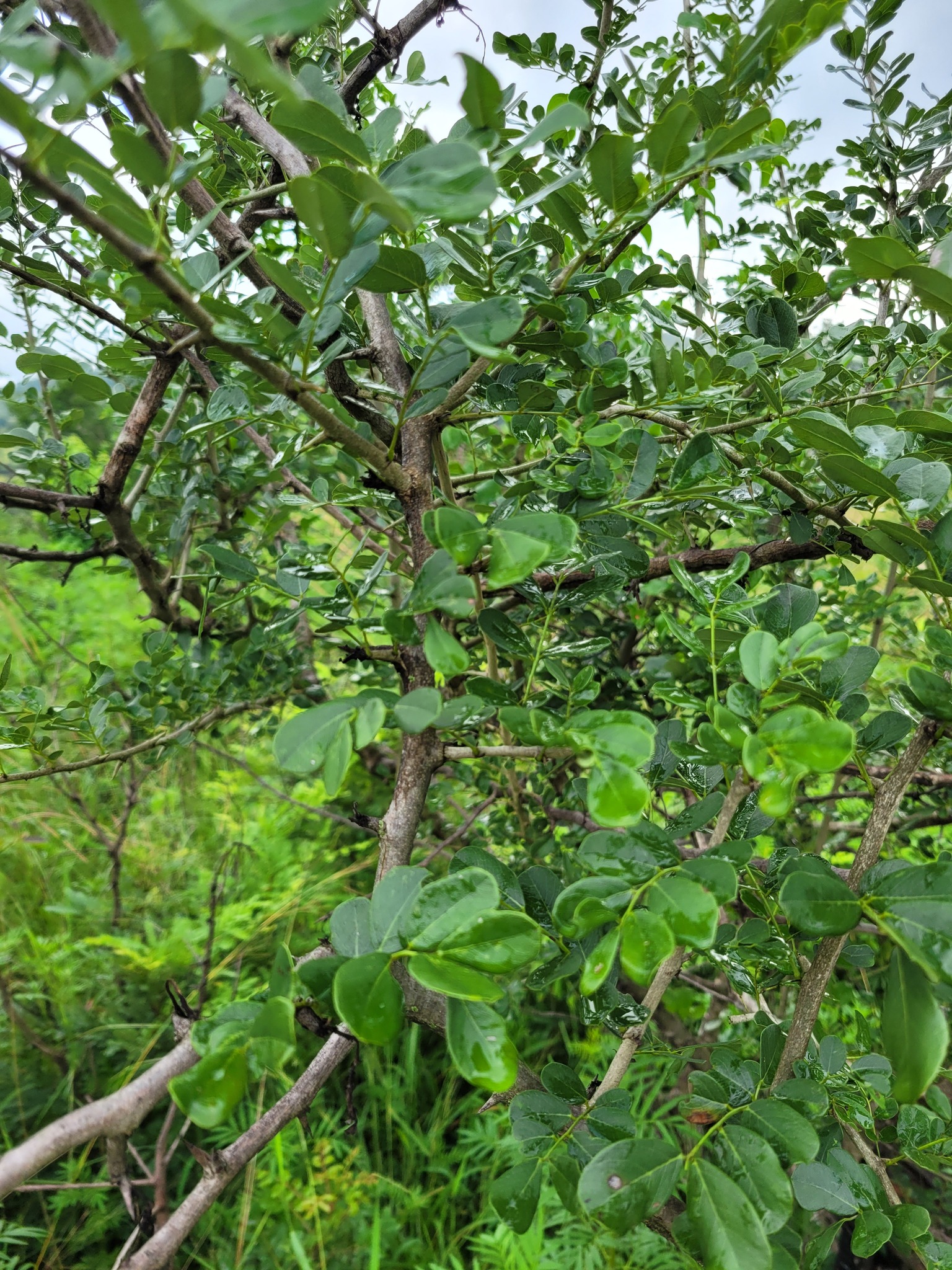 Dalbergia Melanoxylon Guill Perr   Original 