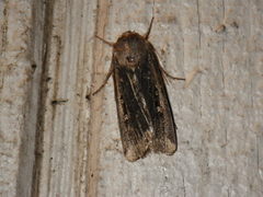 Agrotina