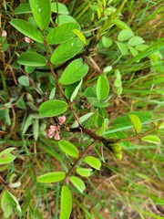 Indigofera astragalina