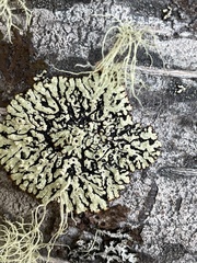 Menegazzia