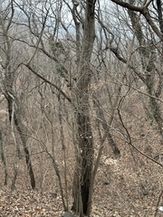 Tilia miqueliana