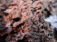 Nectriopsis rubefaciens