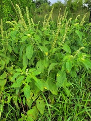 Ocimum gratissimum