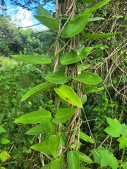 Vincetoxicum anomalum