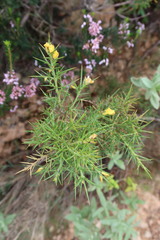 Ulex parviflorus