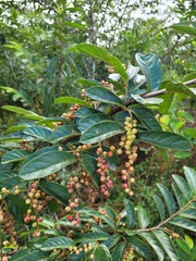 Antidesma venosum