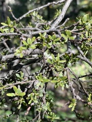 Misodendraceae