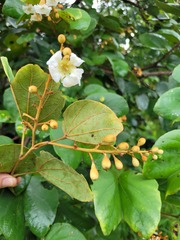 Piliostigma thonningii