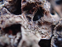 Nectriopsis rubefaciens