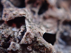 Nectriopsis rubefaciens