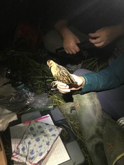 Coturnicops noveboracensis