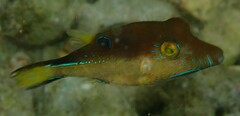 Canthigaster rostrata