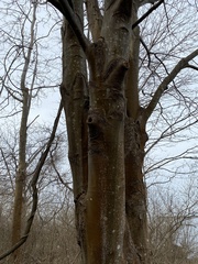 Acer pseudoplatanus