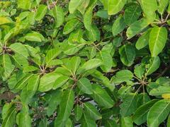 Ficus lutea