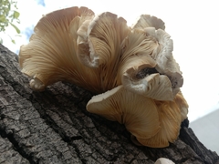 Pleurotus