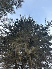 Cupressus